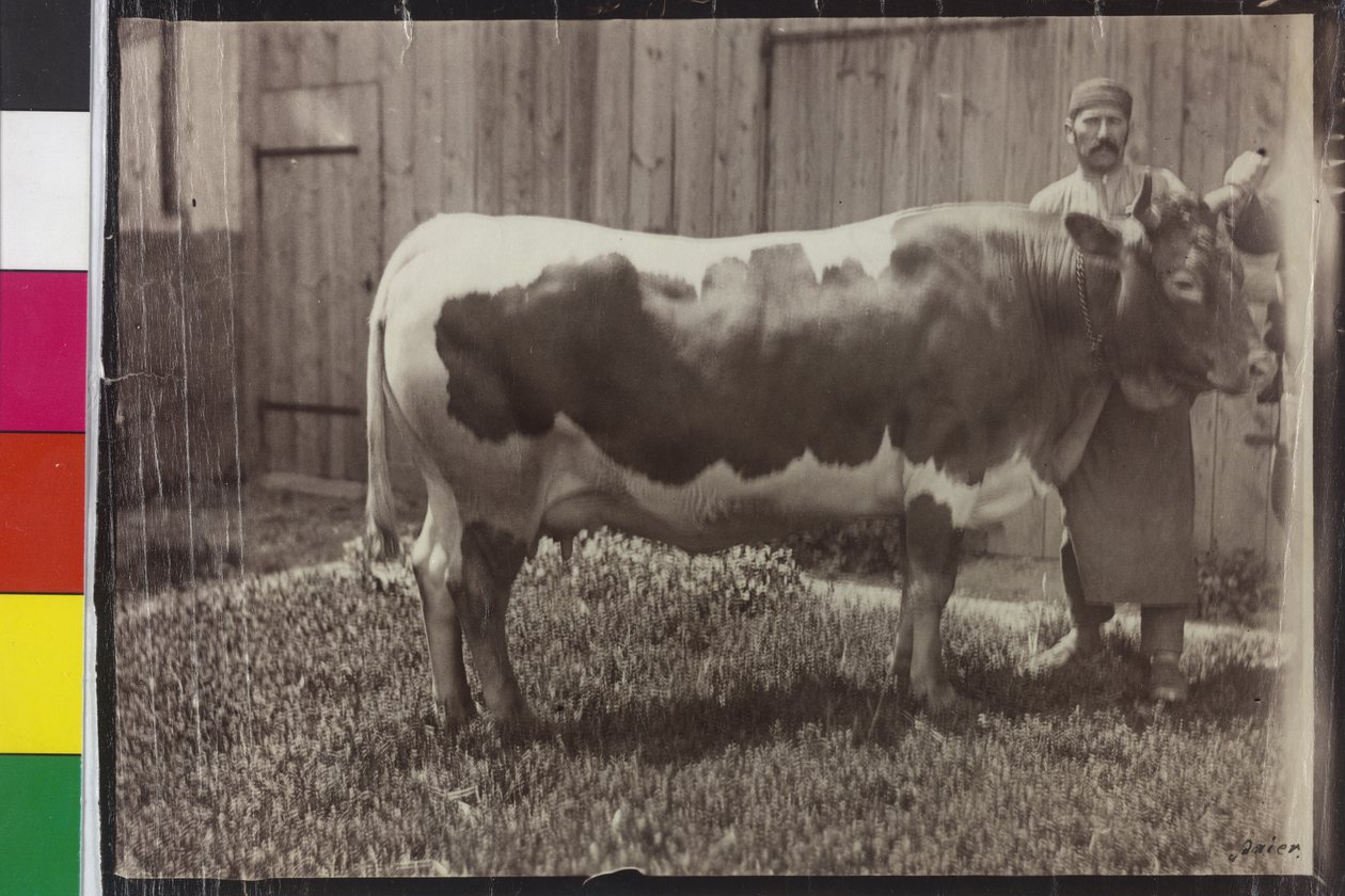 Kráva - Pinzgau Gelbscheck od Unknown photographer