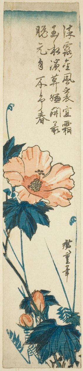 Ibišek od Utagawa Hiroshige