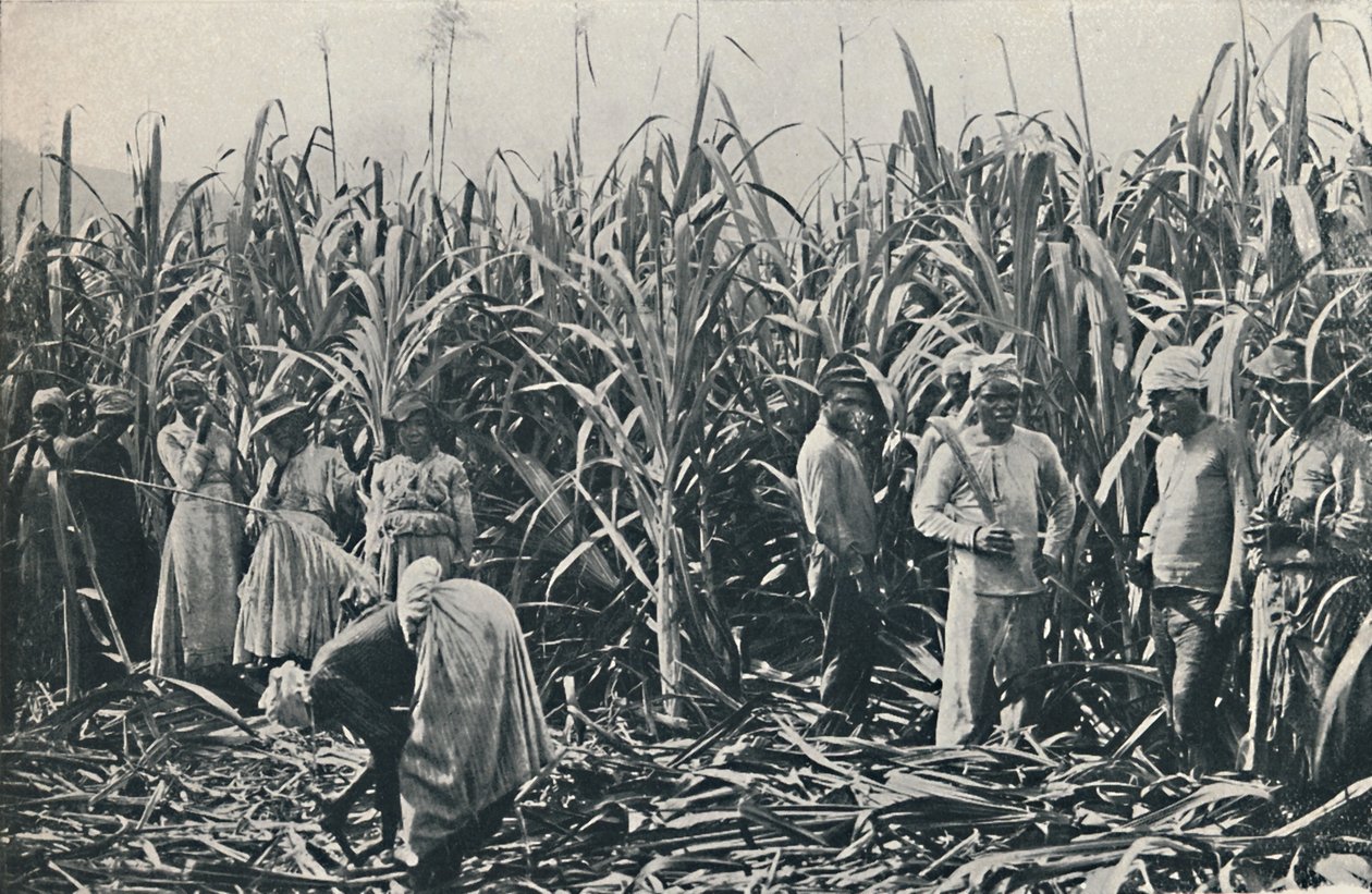 Plantáž cukrové třtiny, 1916 od Valentine and Sons Ltd
