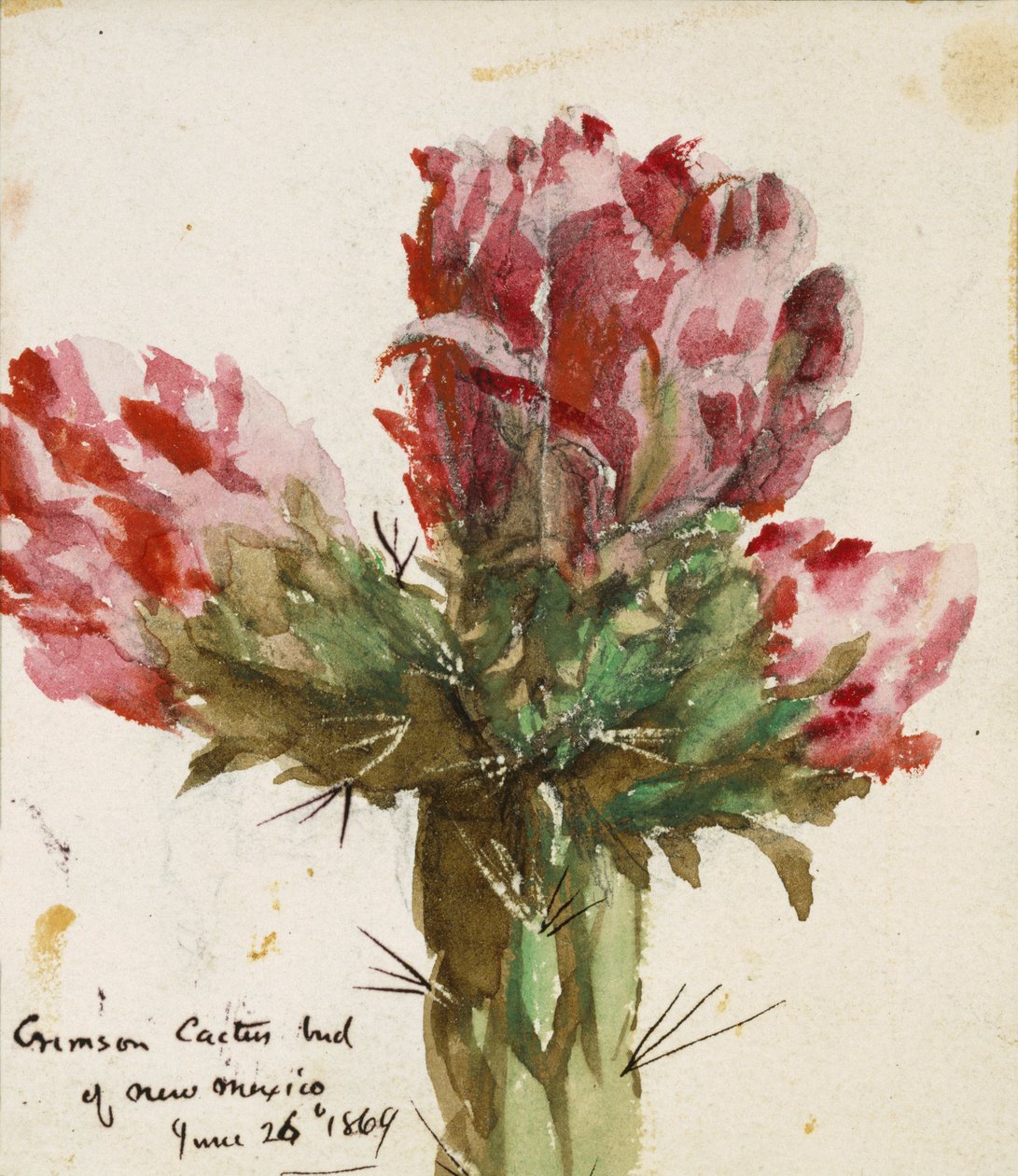 Crimson Cactus Bud z Nového Mexika, 1869 (wc na papíře) od Vincent Colyer