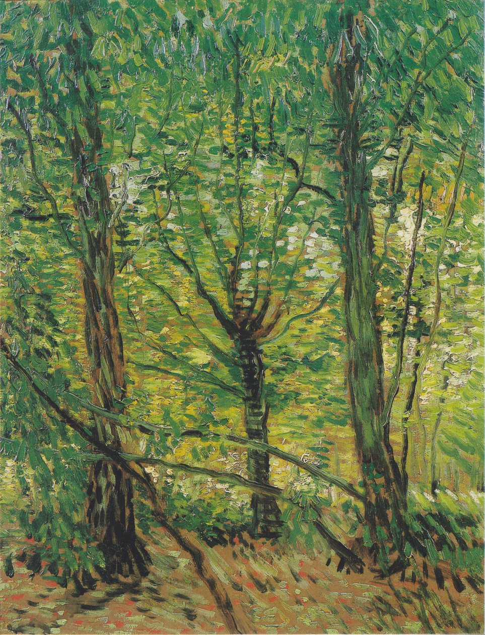 Stromy a podrost od Vincent van Gogh