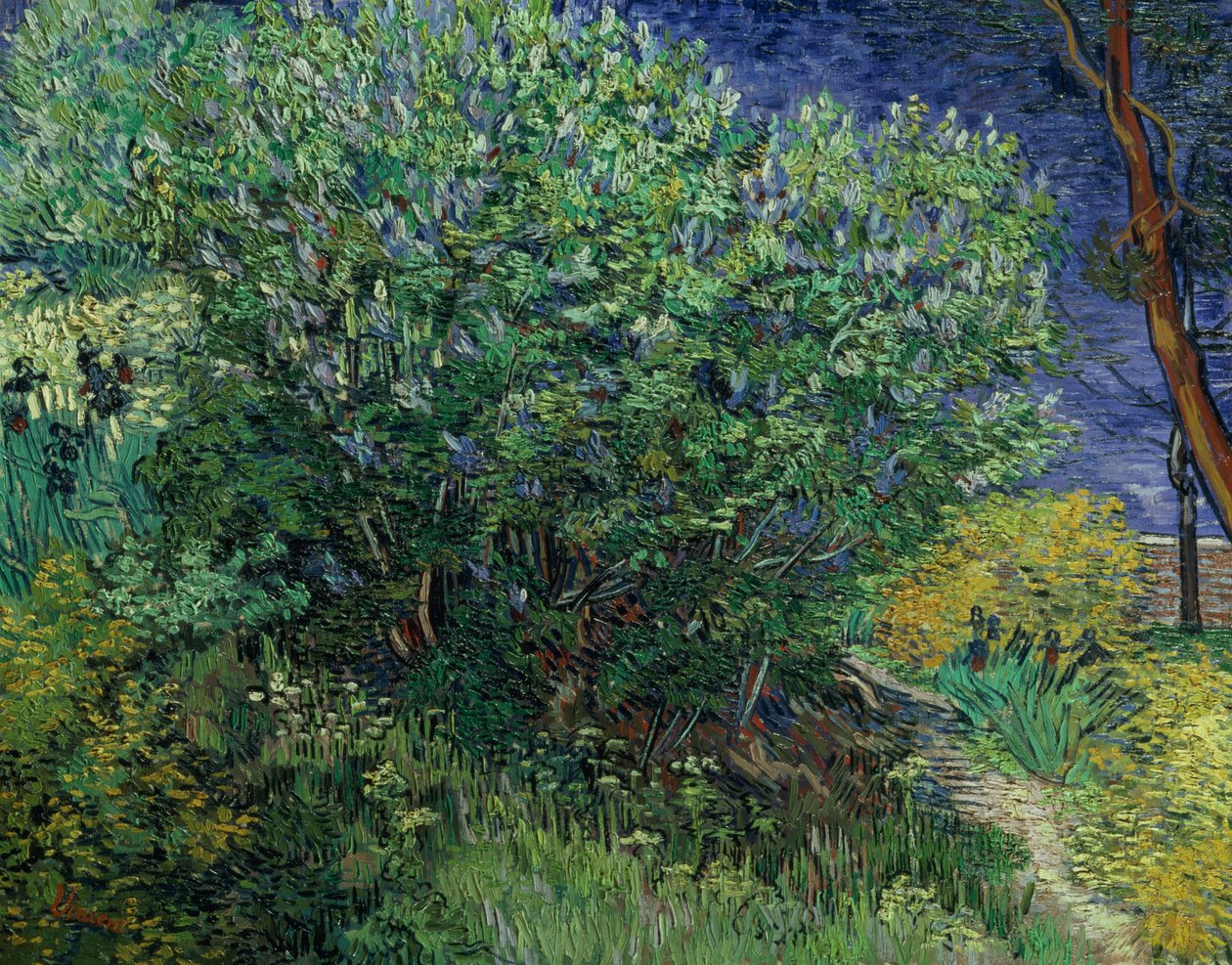 Lilac Bush, 1889 od Vincent van Gogh