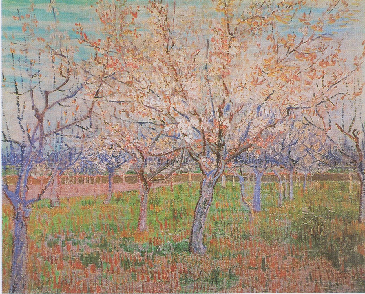 Sad s kvetoucími meruňkami od Vincent van Gogh