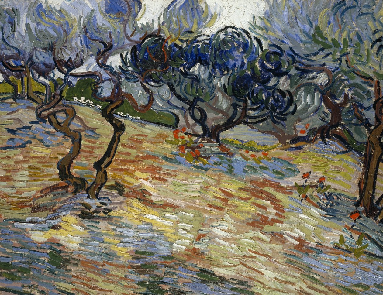 Olivovníky od Vincent van Gogh