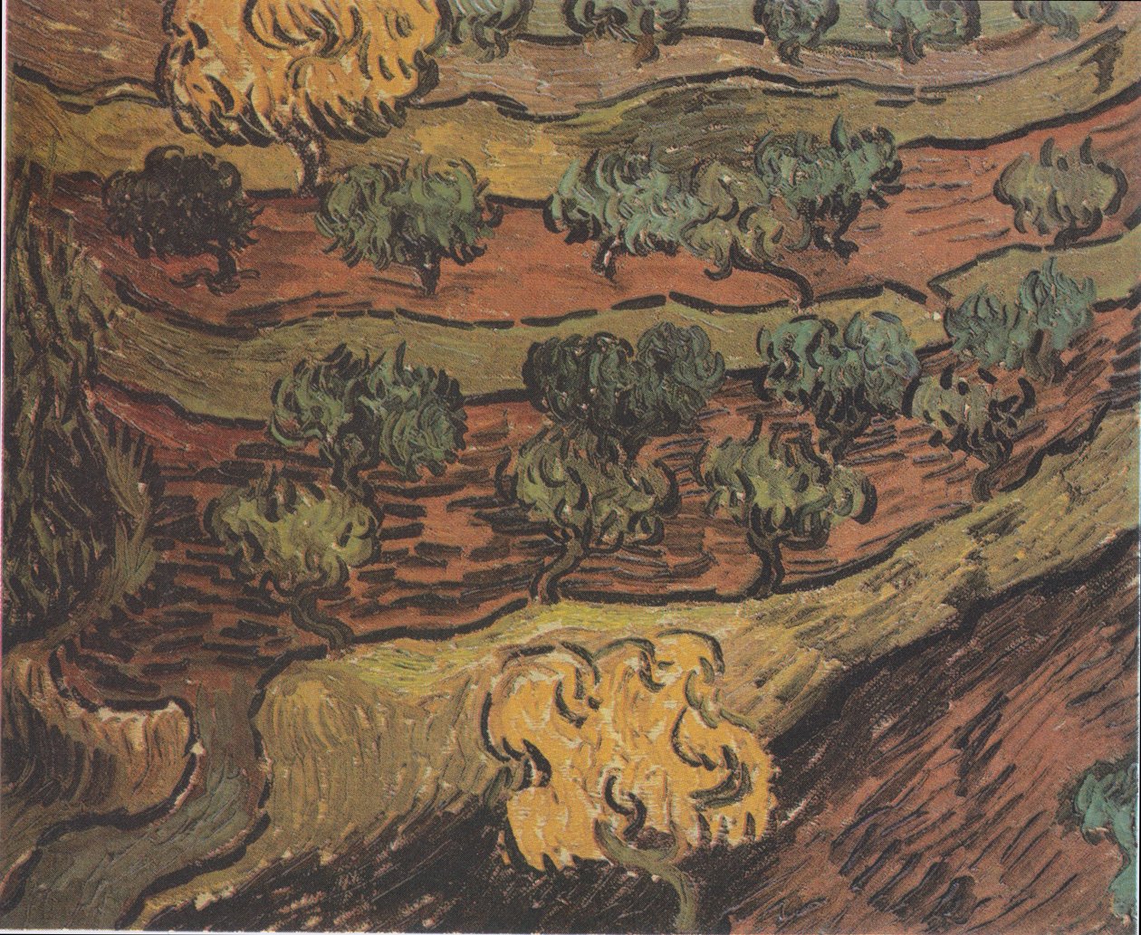 Olivovníky na kopci od Vincent van Gogh