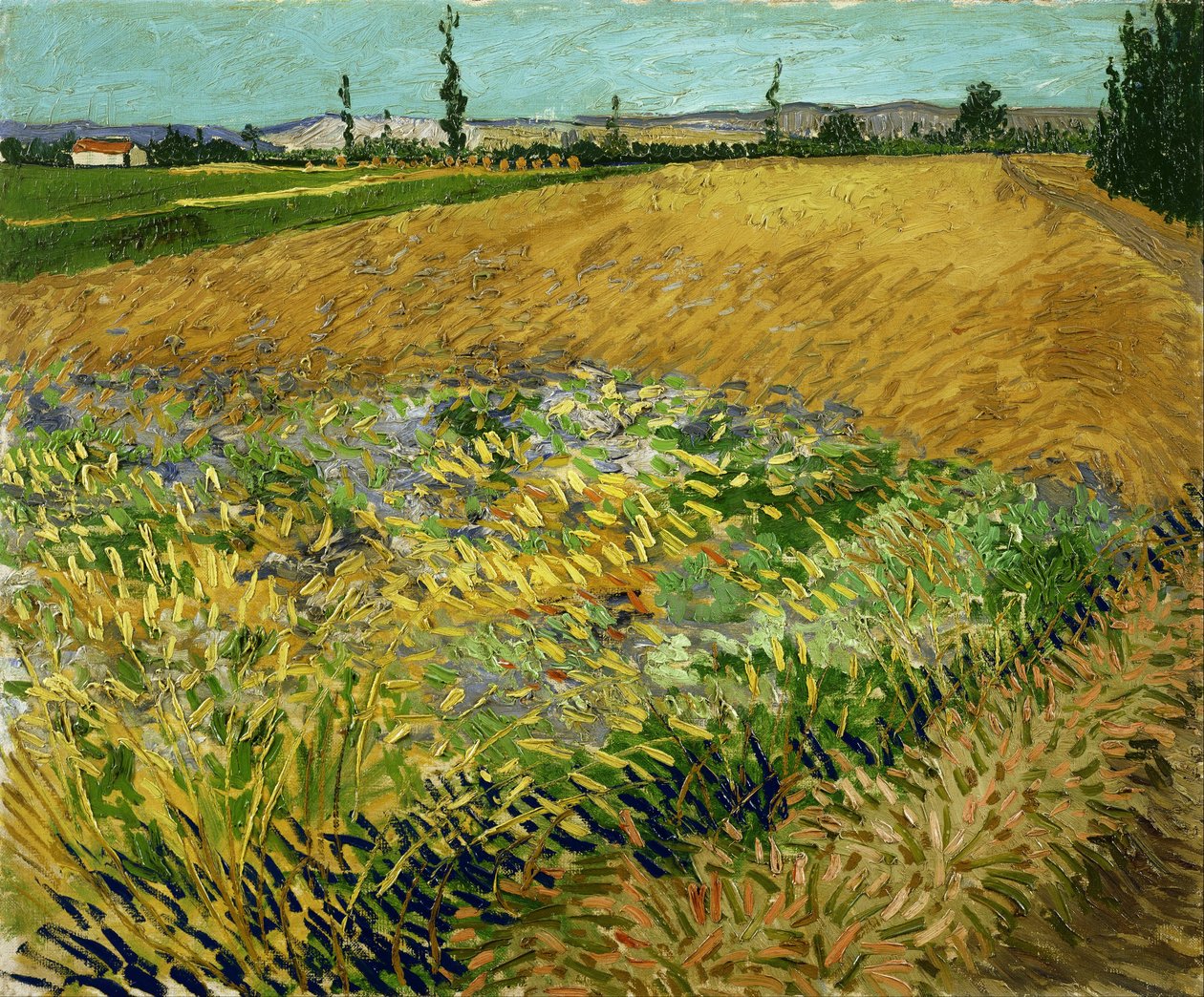 Pšeničné pole od Vincent van Gogh