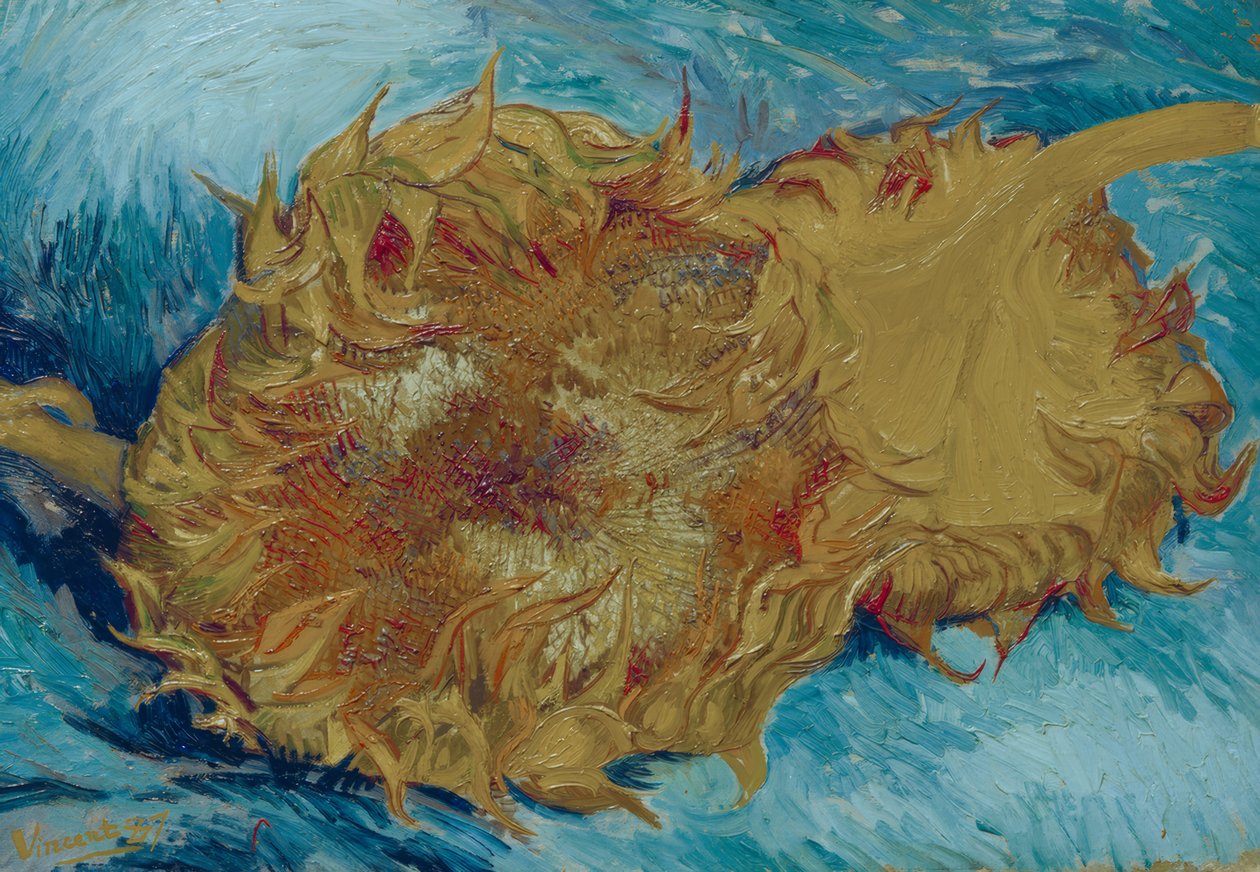 Dvě řezané slunečnice od Vincent van Gogh