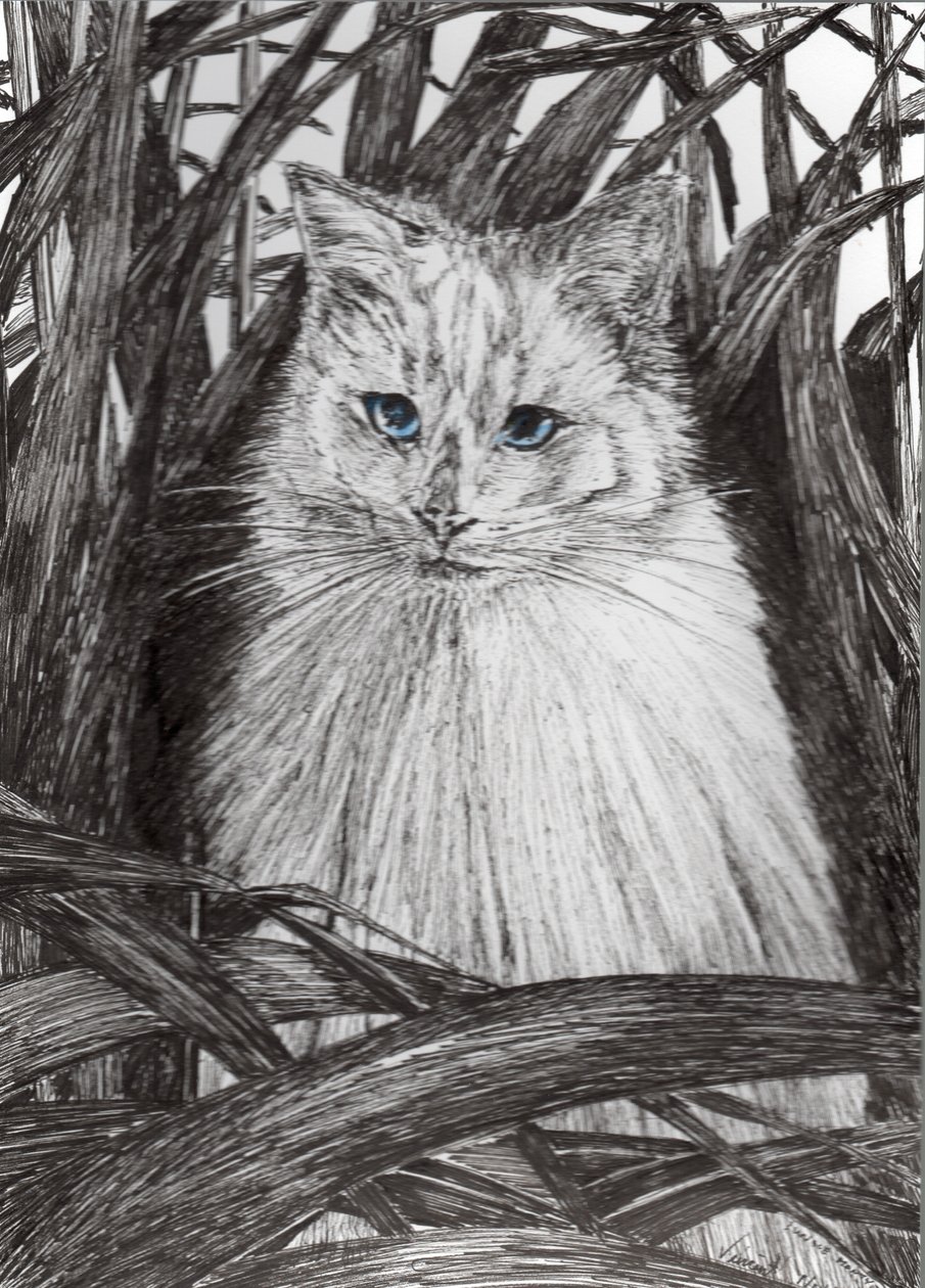 Jungle Monty, 2015, (tuš na papíře) od Vincent Alexander Booth