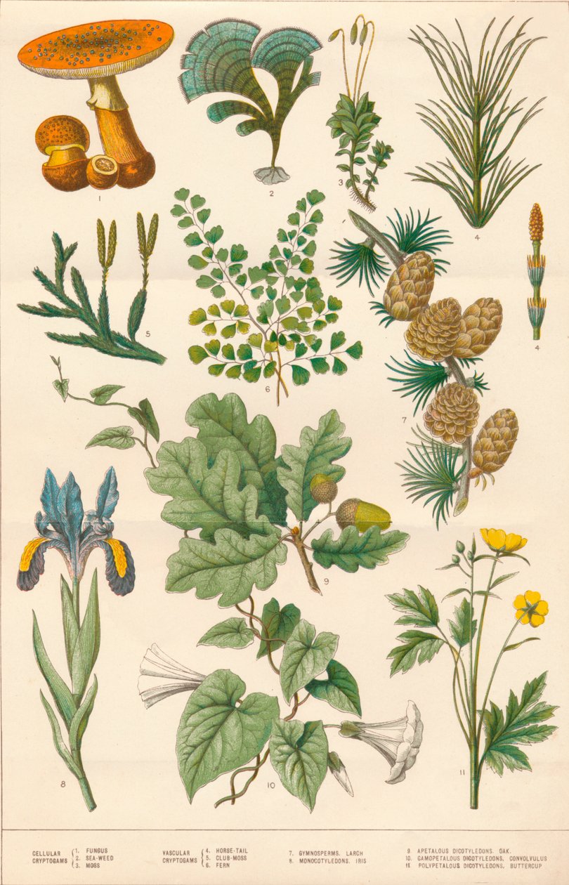 Botanická ilustrace, c1880. od Vincent Brooks Day and Son