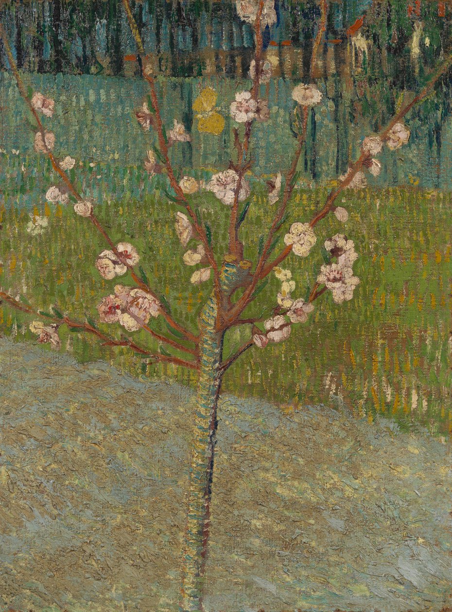 Kvetoucí mandloň od Vincent van Gogh