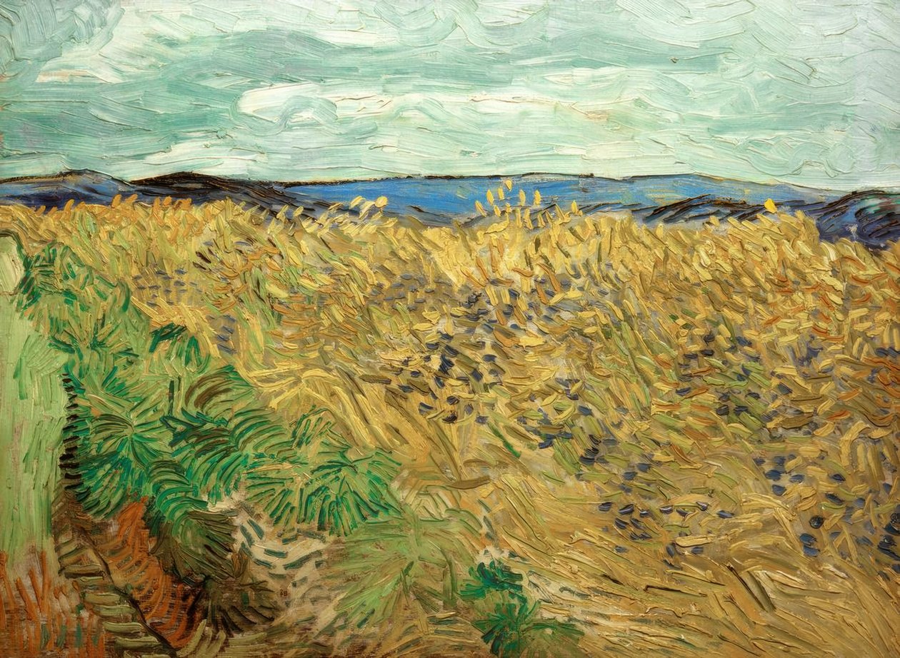 Pole s chrpy od Vincent van Gogh