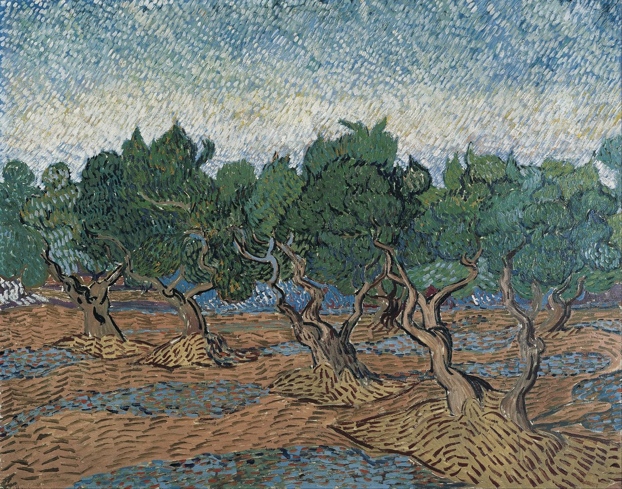 Olivový háj od Vincent van Gogh