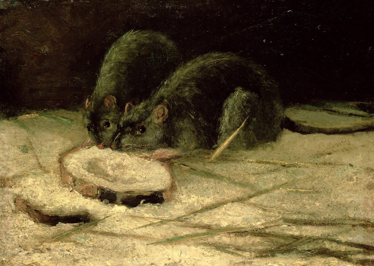 Dvě krysy, kolem roku 1884 od Vincent van Gogh