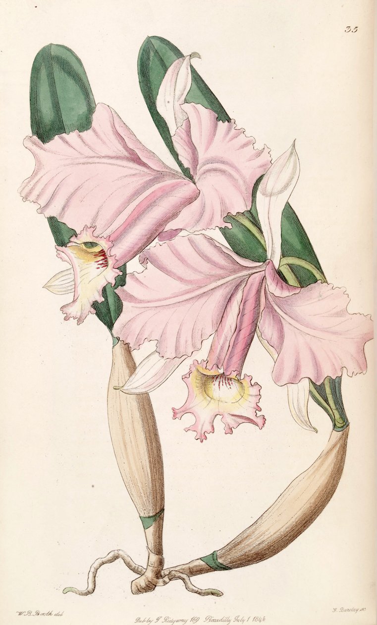 Cattleya labiata (jako syn. Cattleya lemoniana) od W. B. Booth