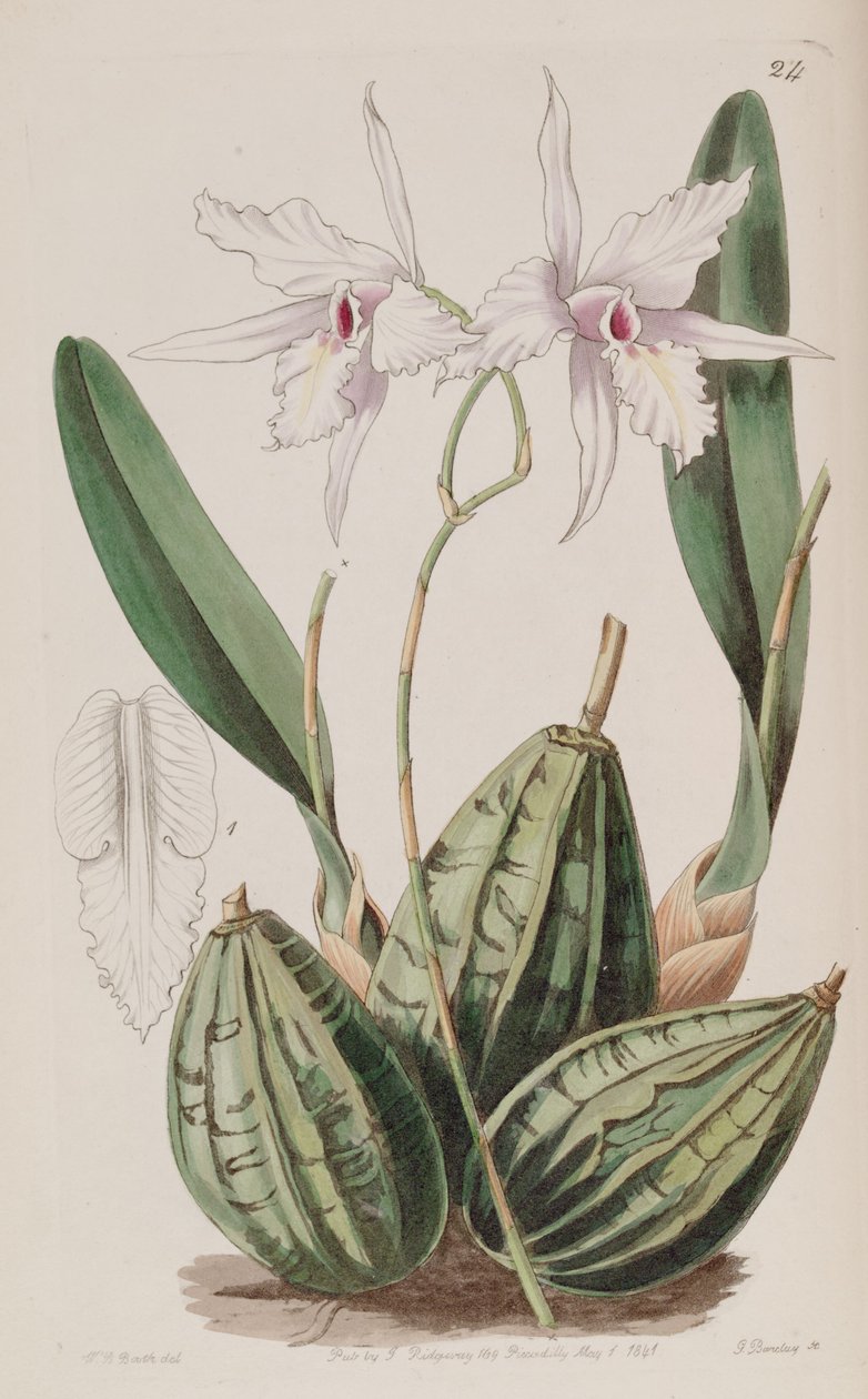 Laelia rubescens (jako syn. Laelia acuminata) od W. J. Booth