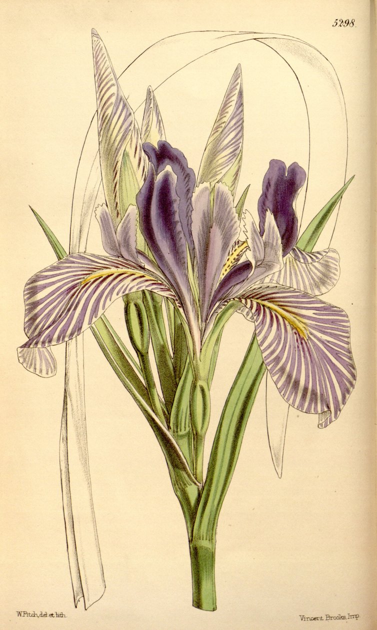 Iris longipetala od W.J.Hooker