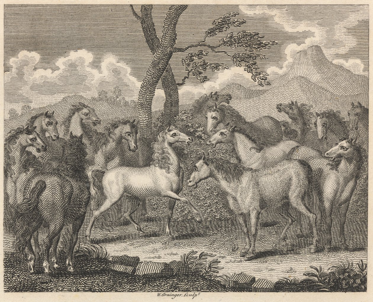 Rada koní od W. Grainger