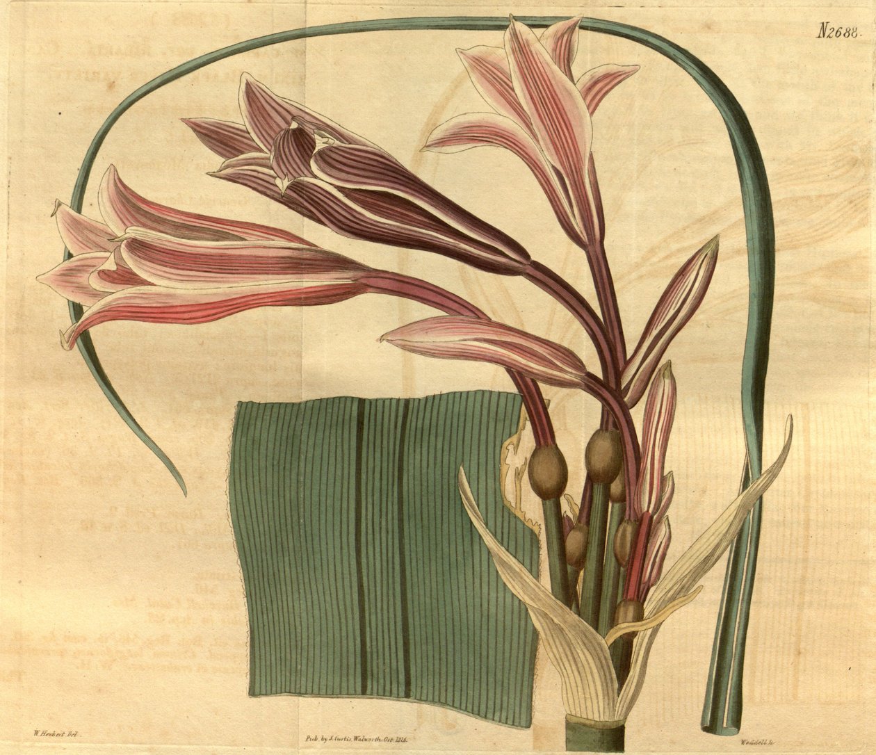 Crinum bulbispermum od W. Herbert