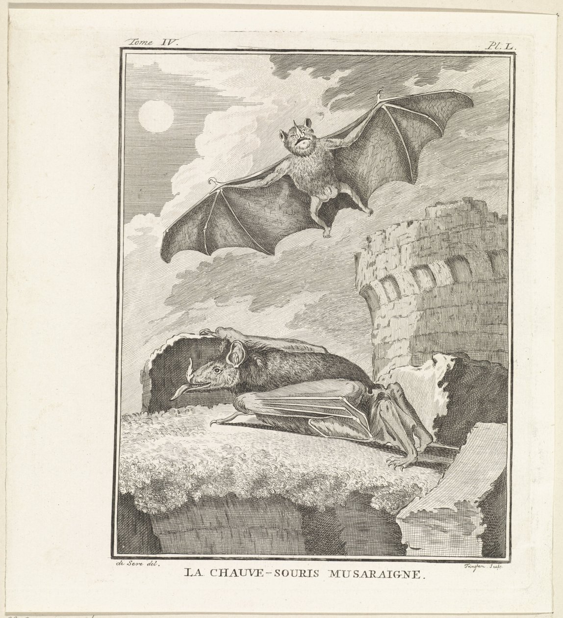 Vleermuizen The Shrew Bat (název na objektu) od W. Tringham