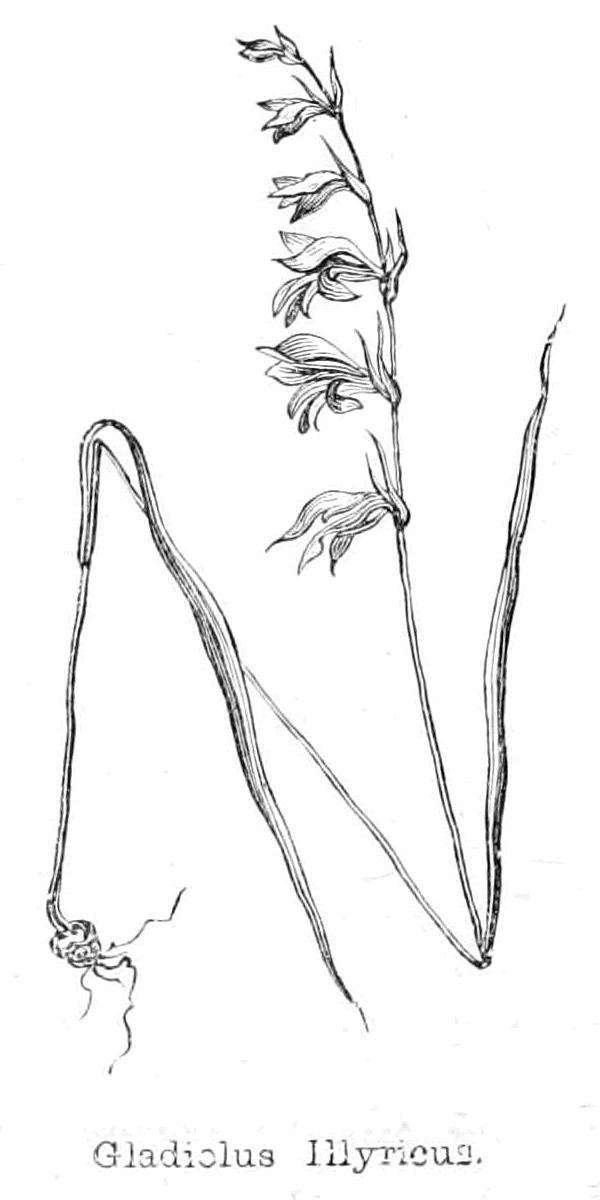 Gladiolus Illyricus od Walter Crane