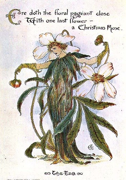 Ilustrace zobrazující vílu jako vánoční růži od Walter Crane