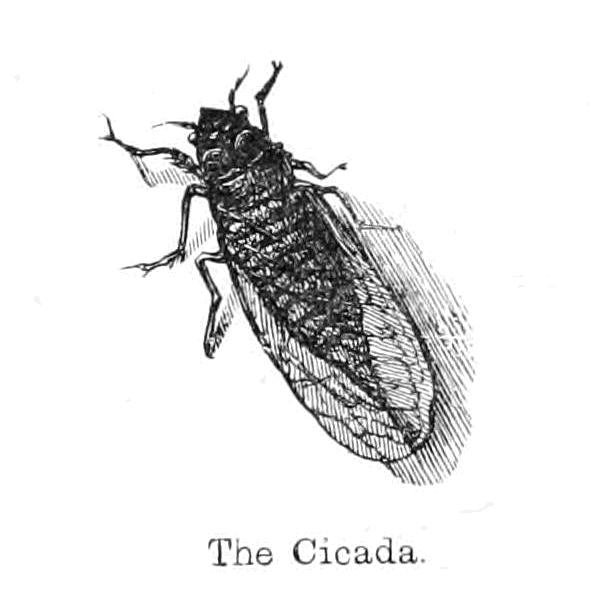 Cikáda od Walter Crane