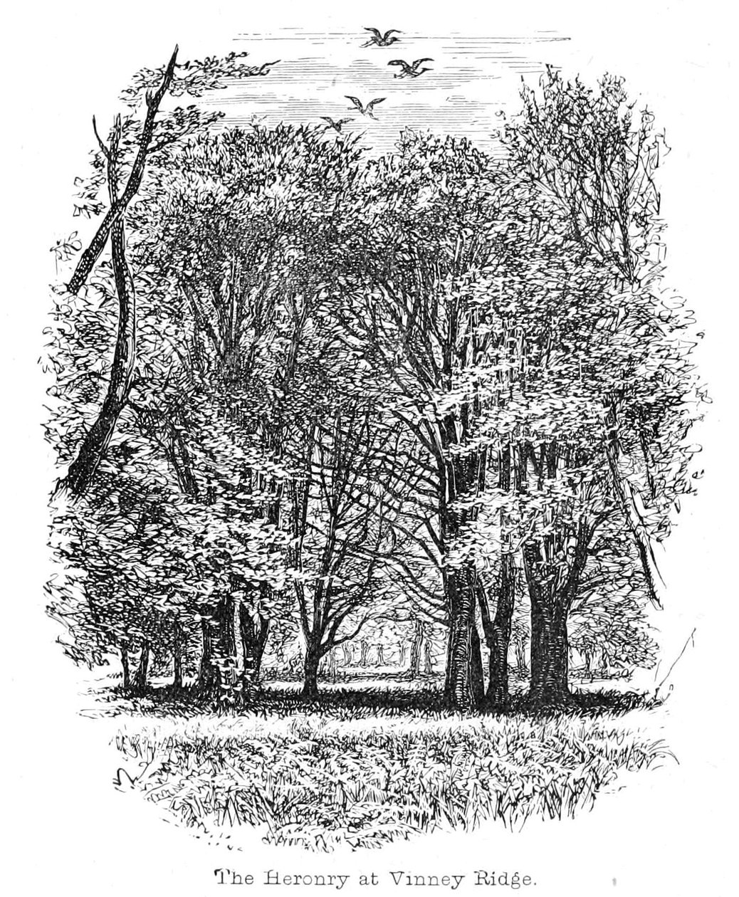Heronry ve Vinney Ridge od Walter Crane