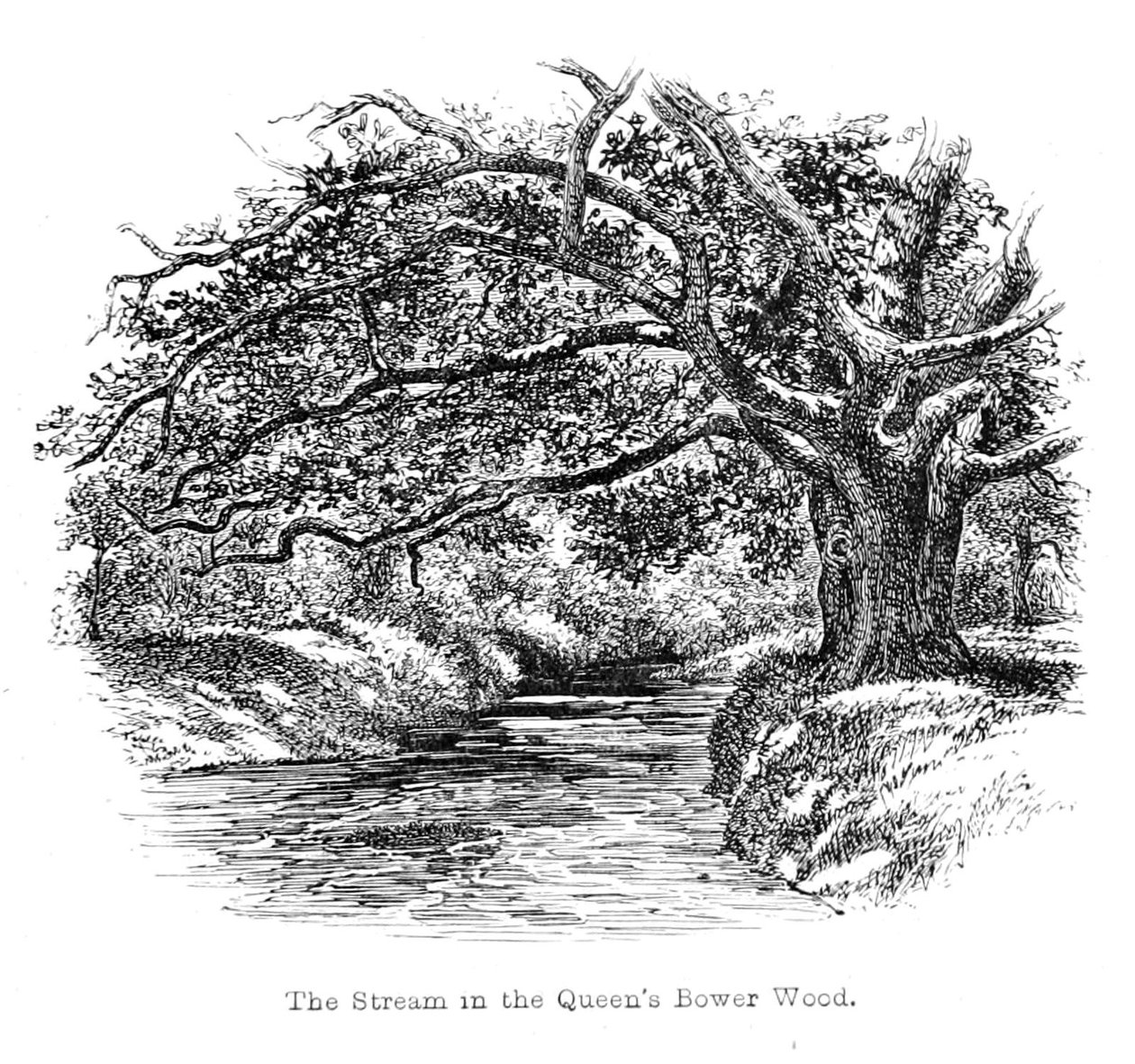 Potok v lese Queens Bower od Walter Crane