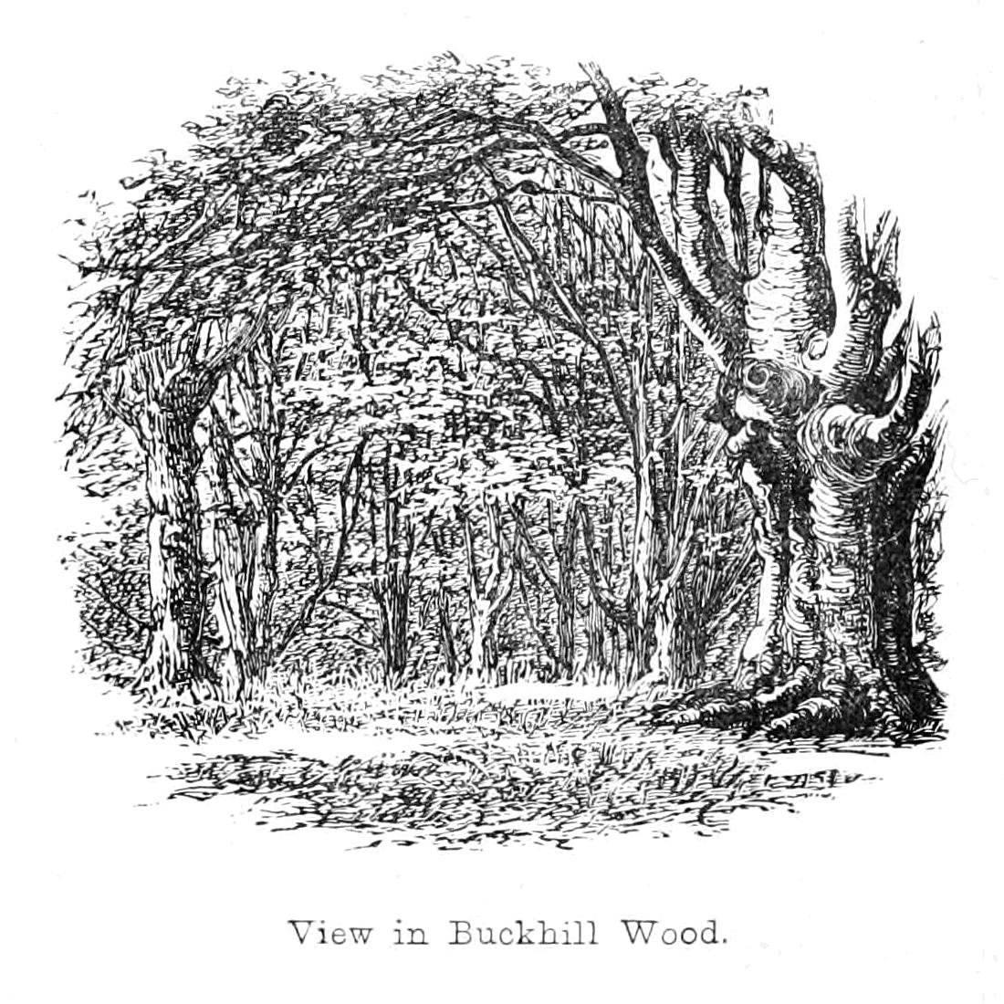 Zobrazit v Buckhill Wood od Walter Crane