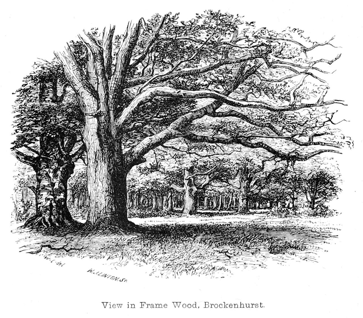 Zobrazit v rámu Wood, Brockenhurst od Walter Crane