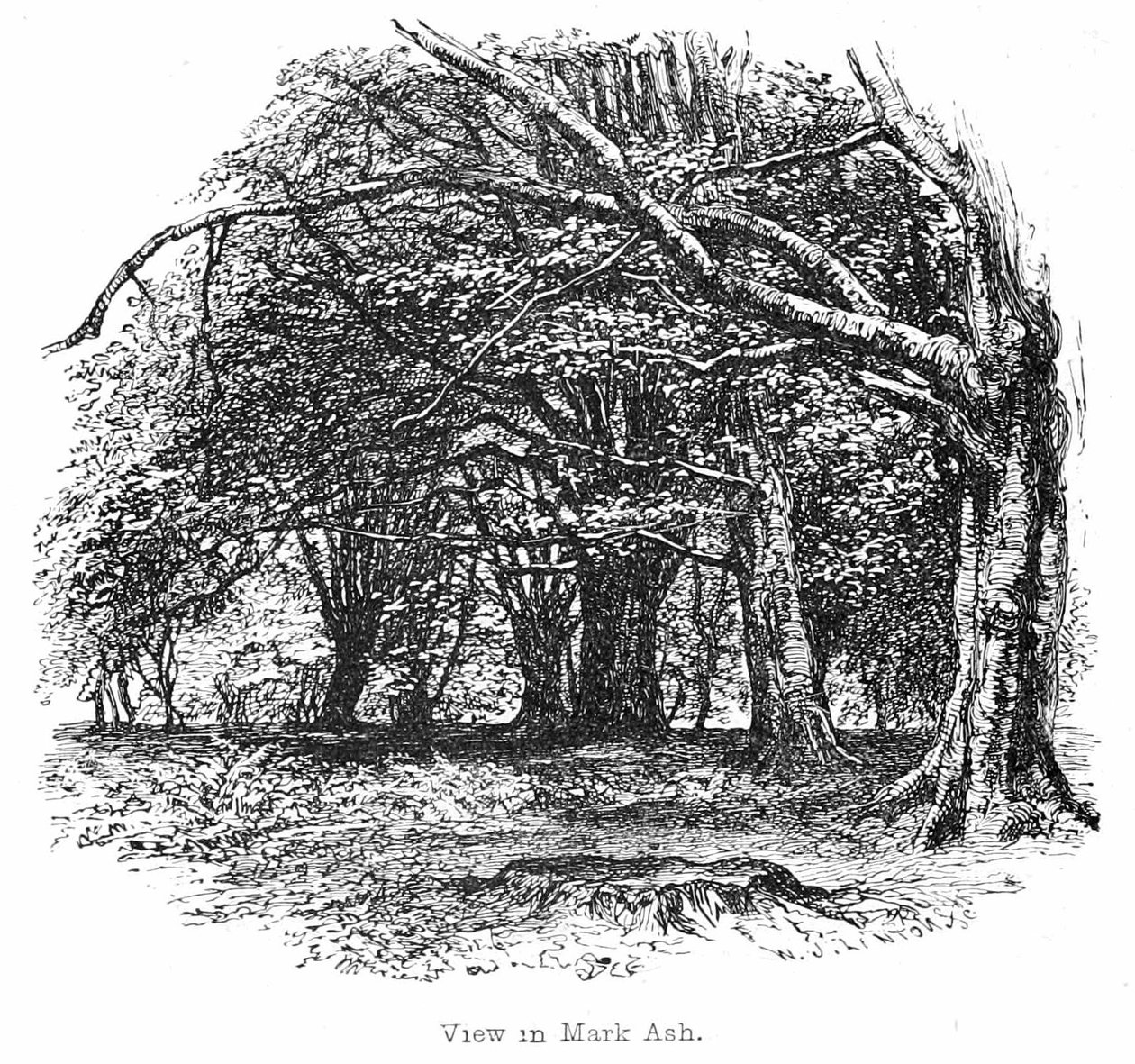 Zobrazit v Mark Ash Wood od Walter Crane