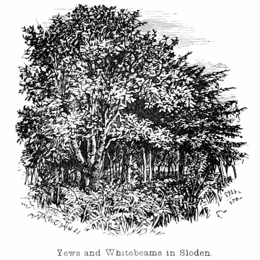 Tisy a bílé paprsky ve Slodenu od Walter Crane