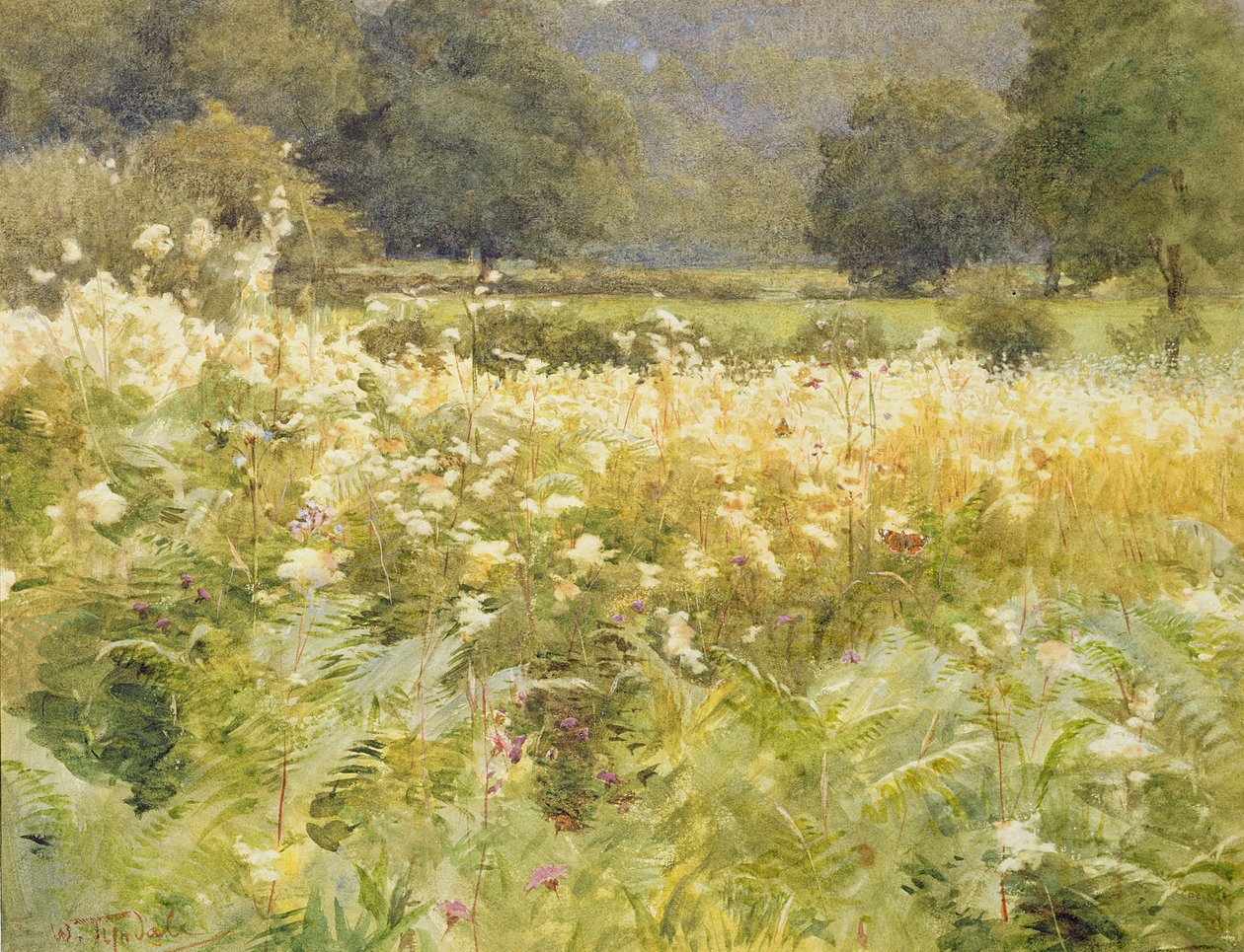 Meadowsweet (wc na papíře) od Walter Frederick Roofe Tyndale