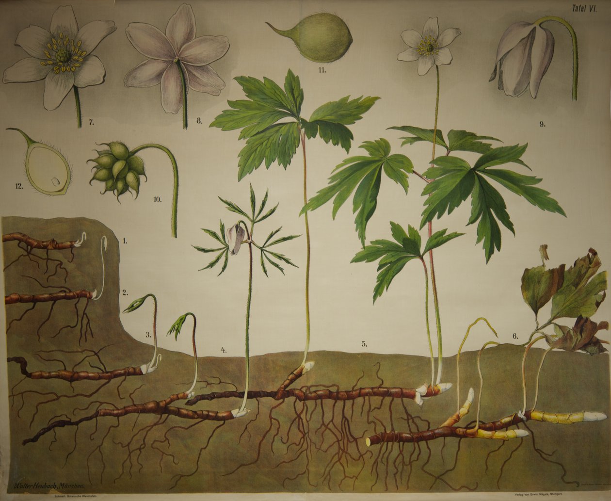 Schmeilovy botanické nástěnné mapy Anatomická řada od Walter Heubach