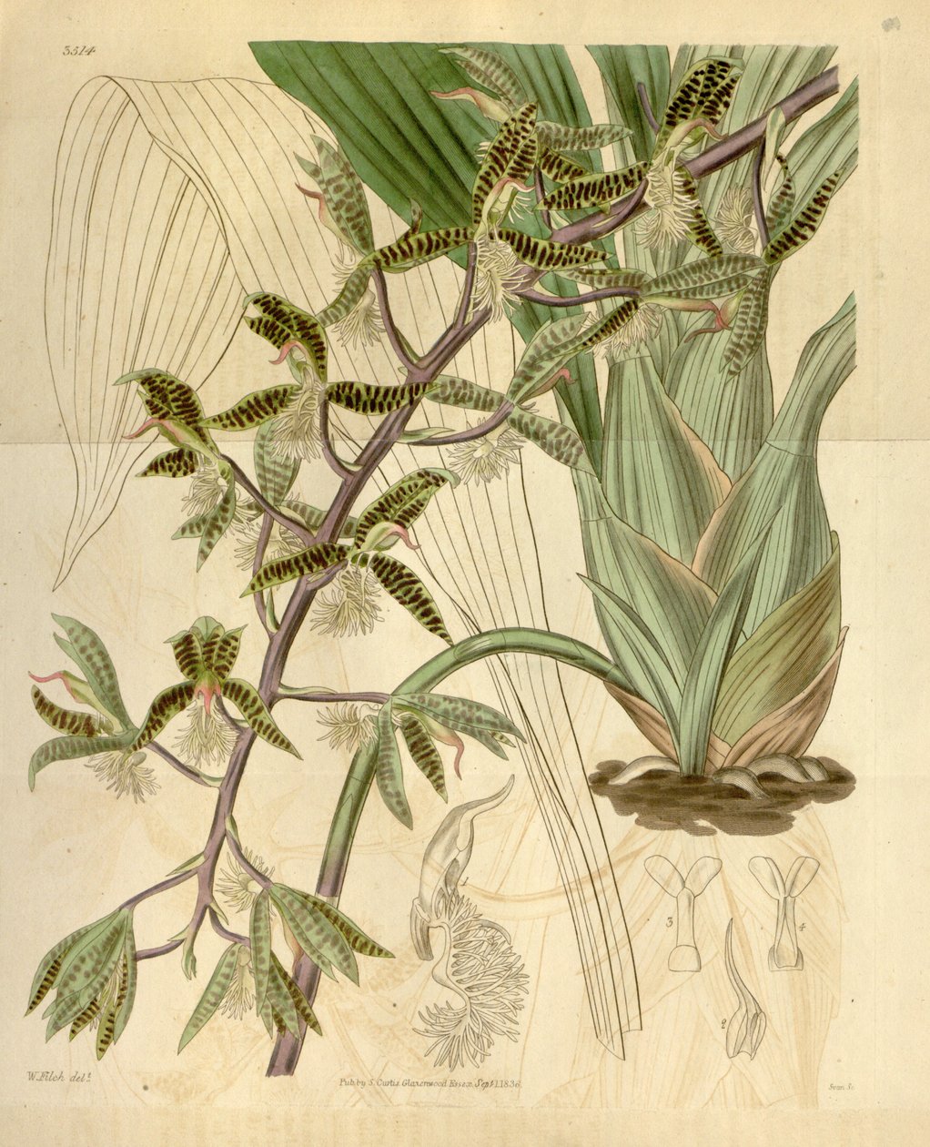 Ilustrace Catasetum barbatum (jako syn. Myanthus barbatus) od Walter Hood Fitch