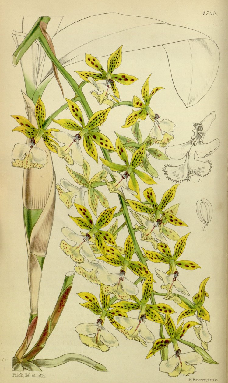 Ilustrace Epidendrum stamfordianum od Walter Hood Fitch