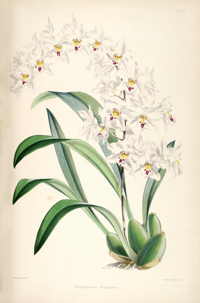 Ilustrace Odontoglossum nobile (jako syn. Odontoglossum pescatorei) od James Bateman
