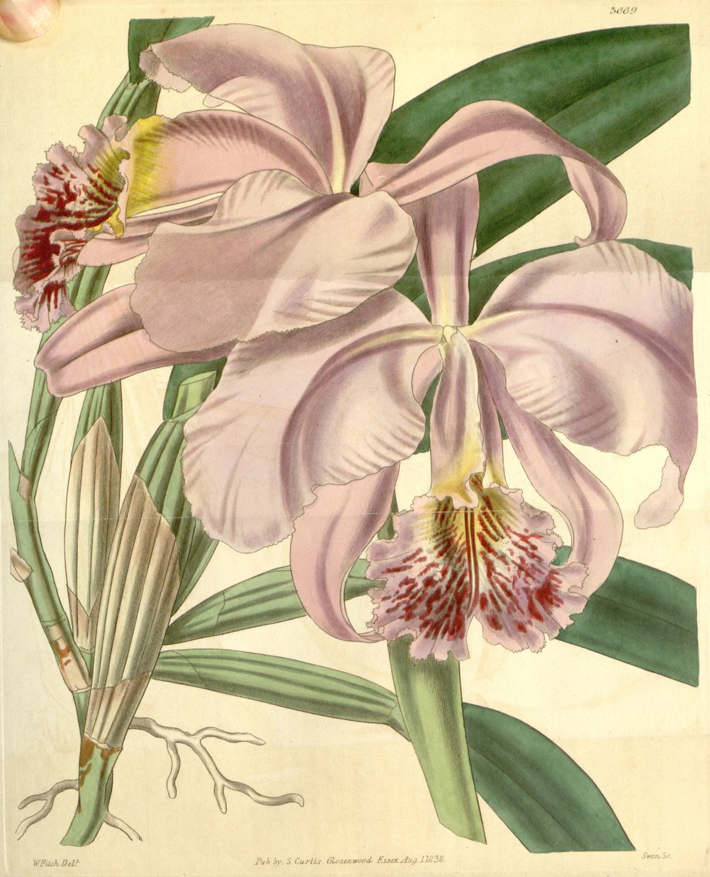 Cattleya mossiae od Walter Hood Fitch
