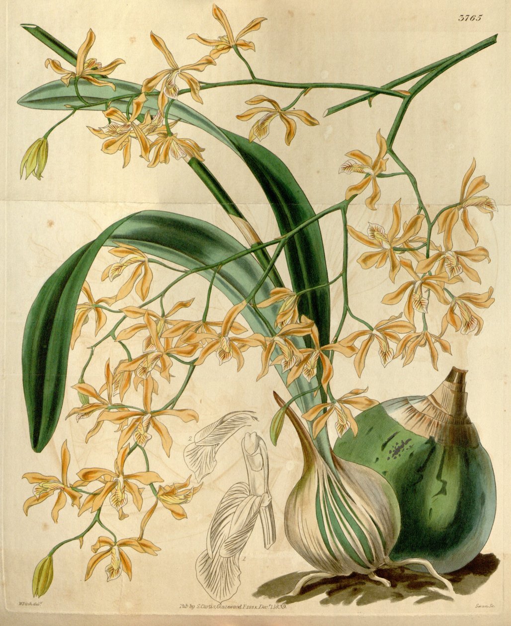 Encyclia candollei od Walter Hood Fitch
