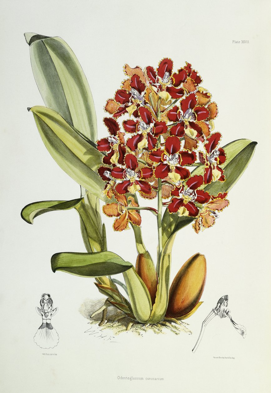 Odontoglossum coronarium, 1864-1874 od Walter Hood Fitch