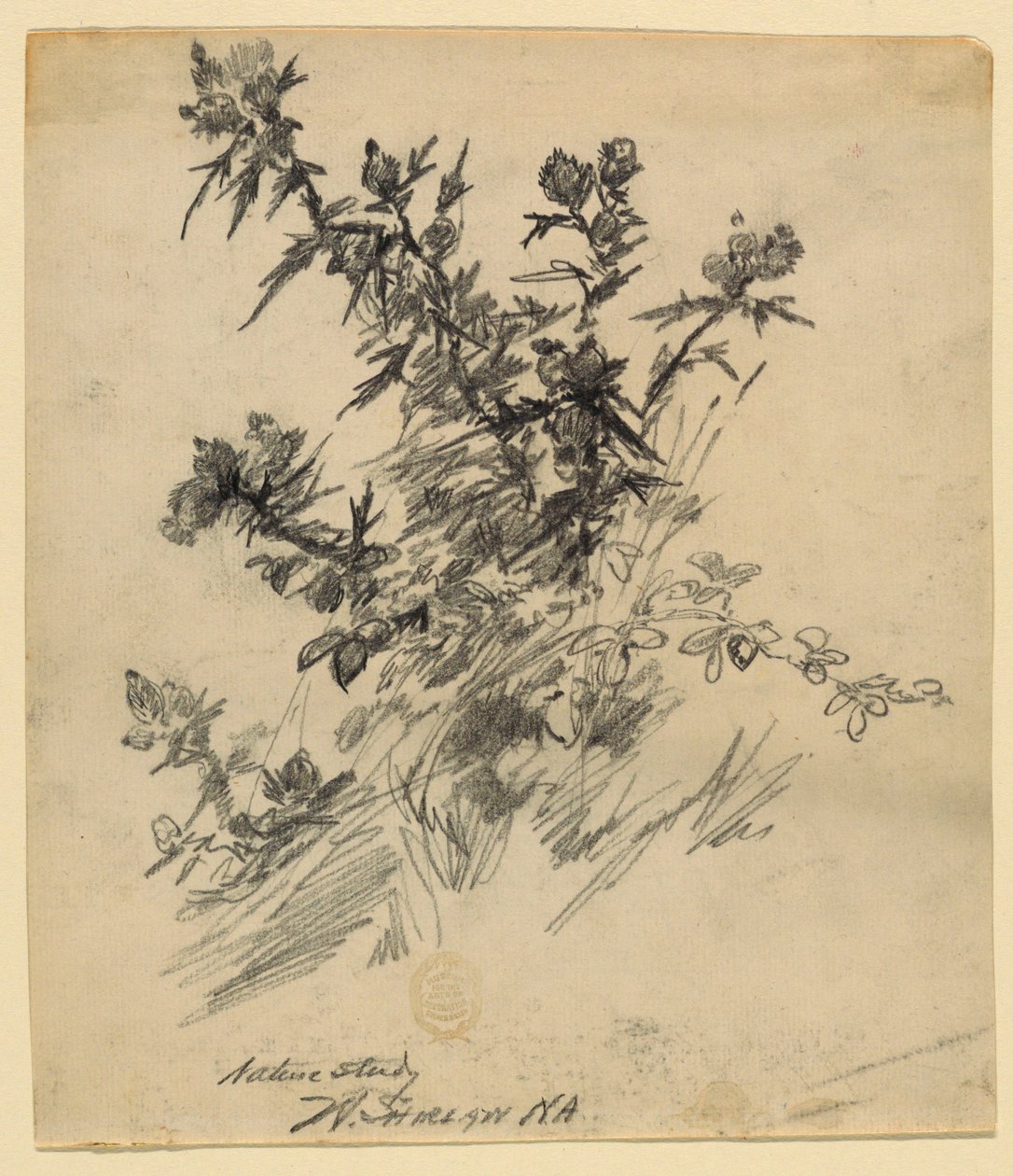 Přírodovědná studie od Walter Shirlaw