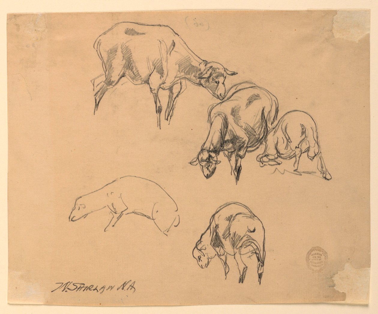 Studie ovcí od Walter Shirlaw
