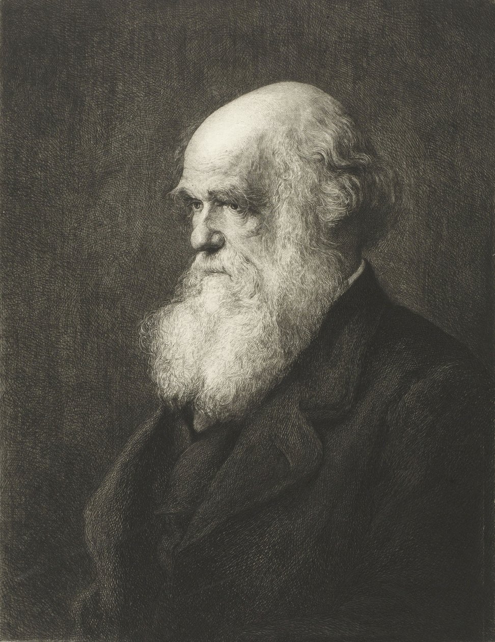 Charles Robert Darwin (rytina) od Walter William (after) Ouless