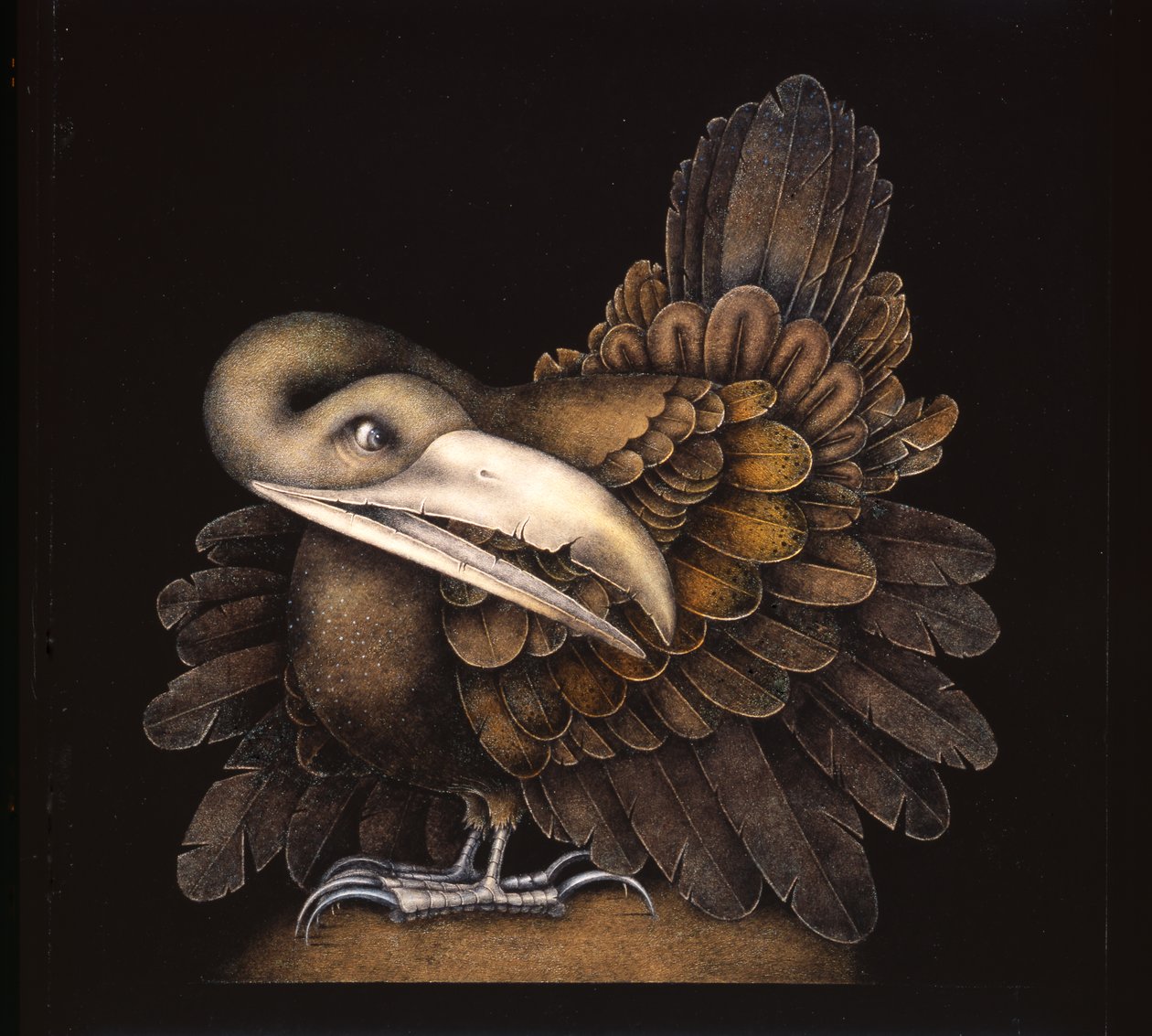 BOMBAX BIRD od Wayne Anderson