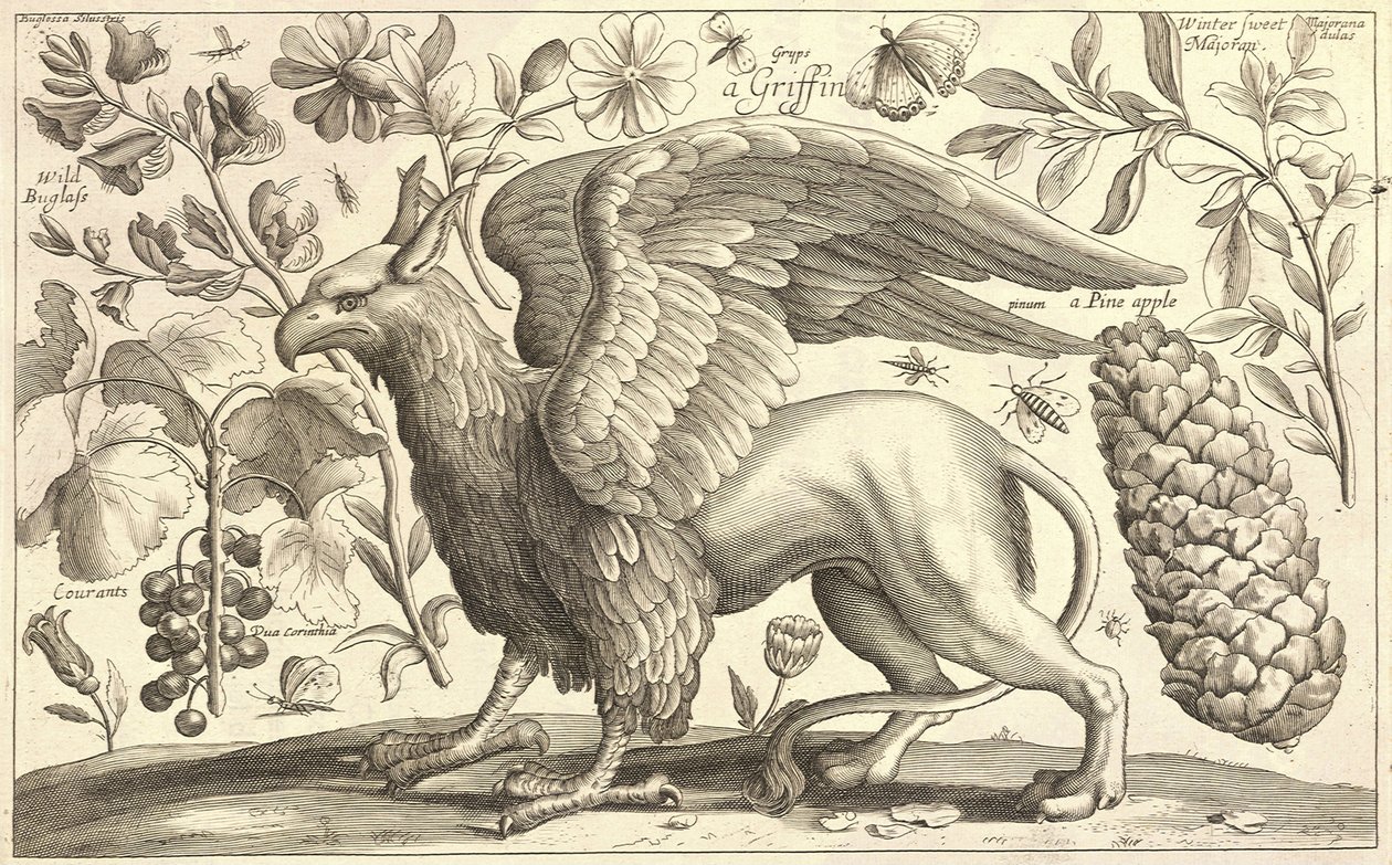 Grif od Wenceslaus Hollar