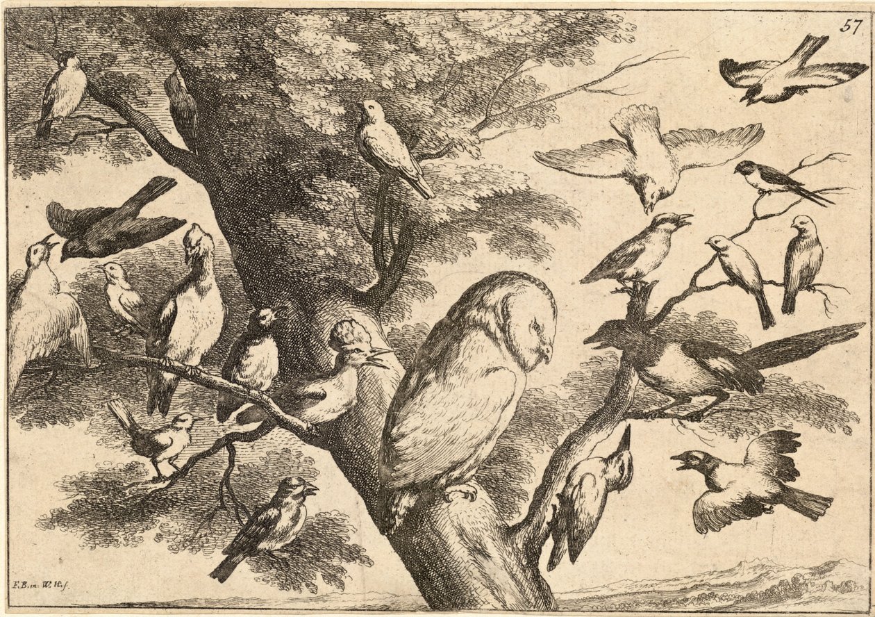 Ptáci mobbující sovu od Wenceslaus Hollar
