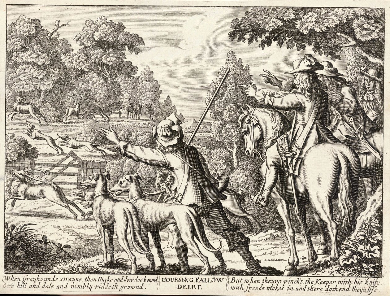 Coursing daňci od Wenceslaus Hollar