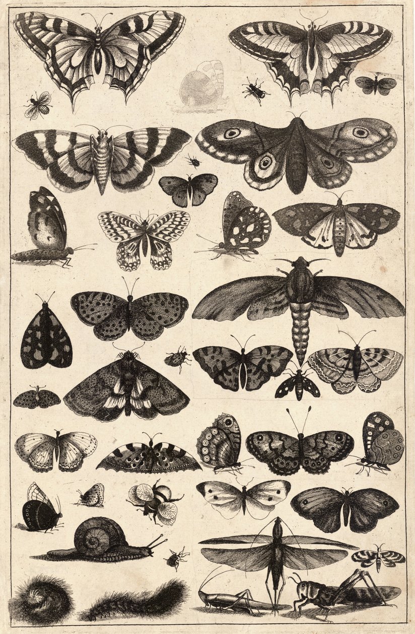 Čtyřicet jedna hmyzu od Wenceslaus Hollar