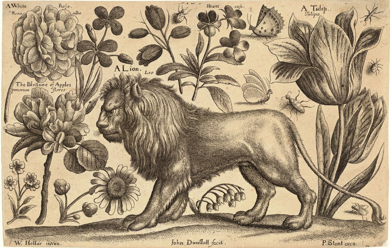 Lev a tulipán od Wenceslaus Hollar