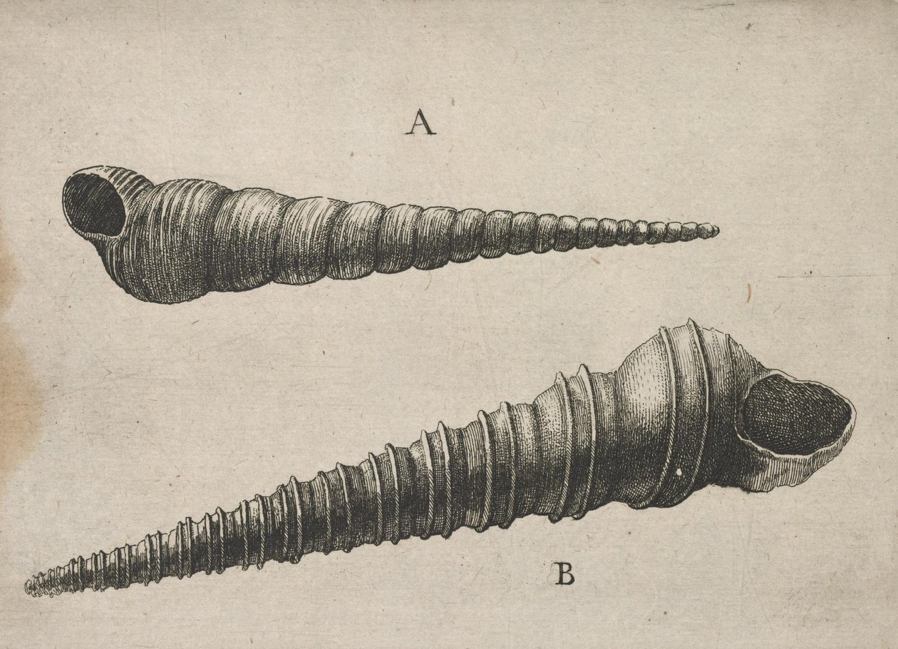 Mušle (Turritella terebra a T. duplicata L.) od Wenceslaus Hollar